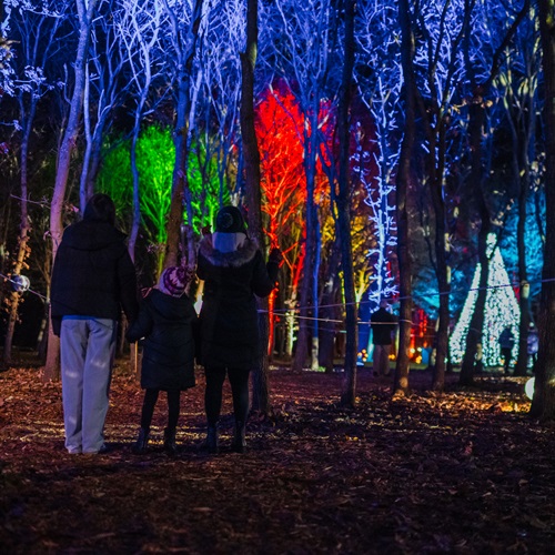 Family exploring Illuminated Arboretum