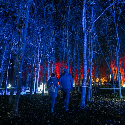 Illuminated Arboretum Woodland Image
