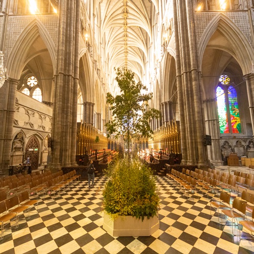Sapling to be blessed during Trees of Life service [Credit Picture PartnershipWestminster Abbey]