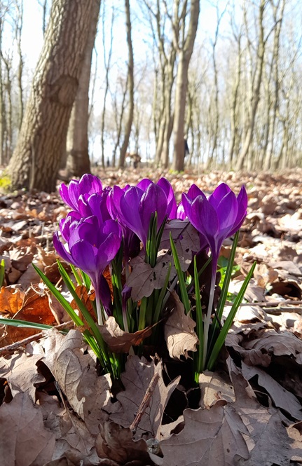Winning entry by Oliver Potter featuring purple flowers poking through a bed of brown leaves