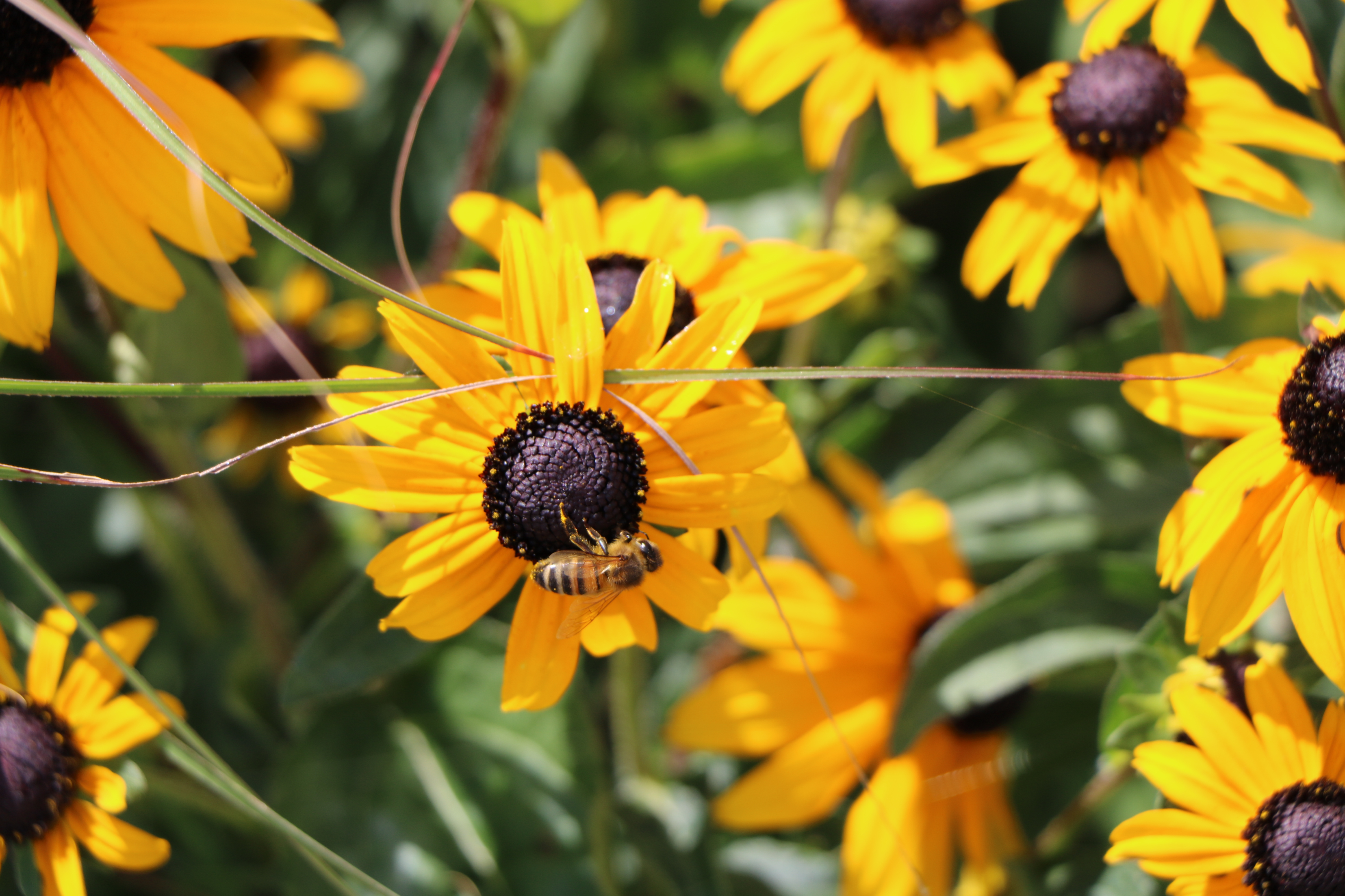 Flowers (c) National Memorial Arboretum