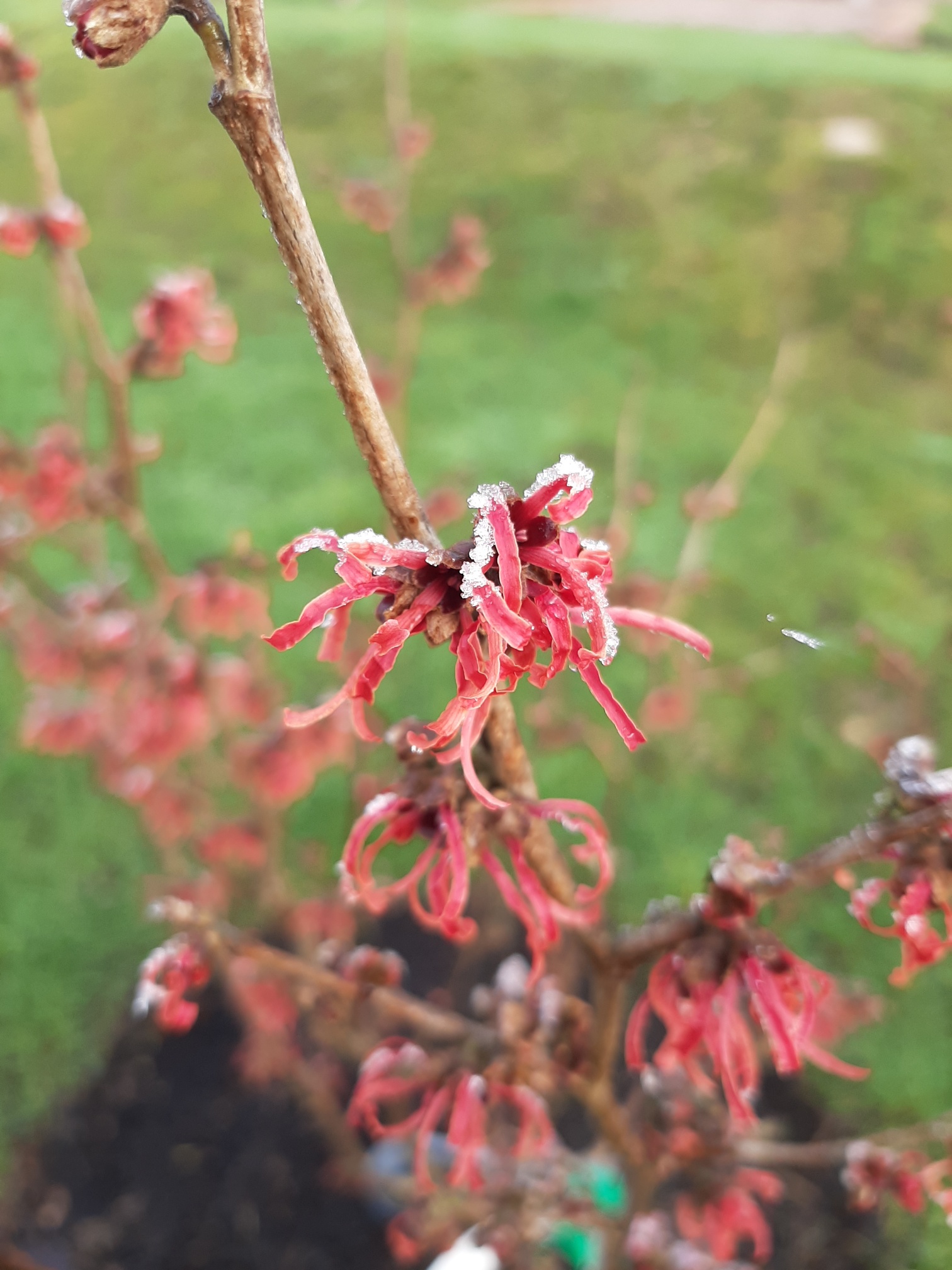 Close up of a red flowering Hamamelis