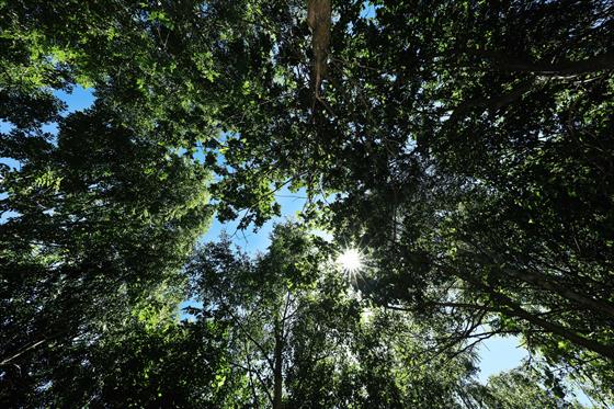 Image of a woodland canopy