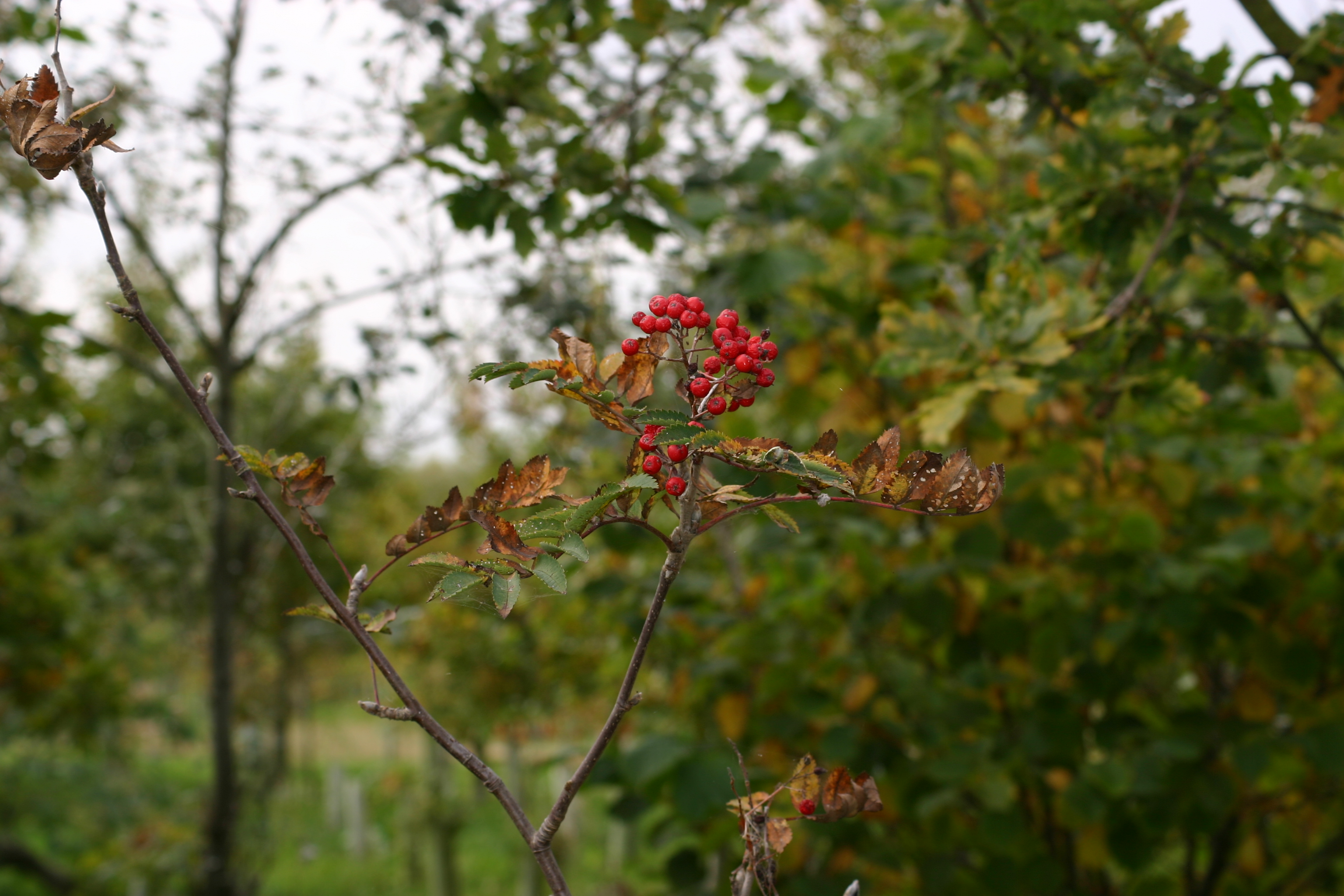 Trees at the Arboretum