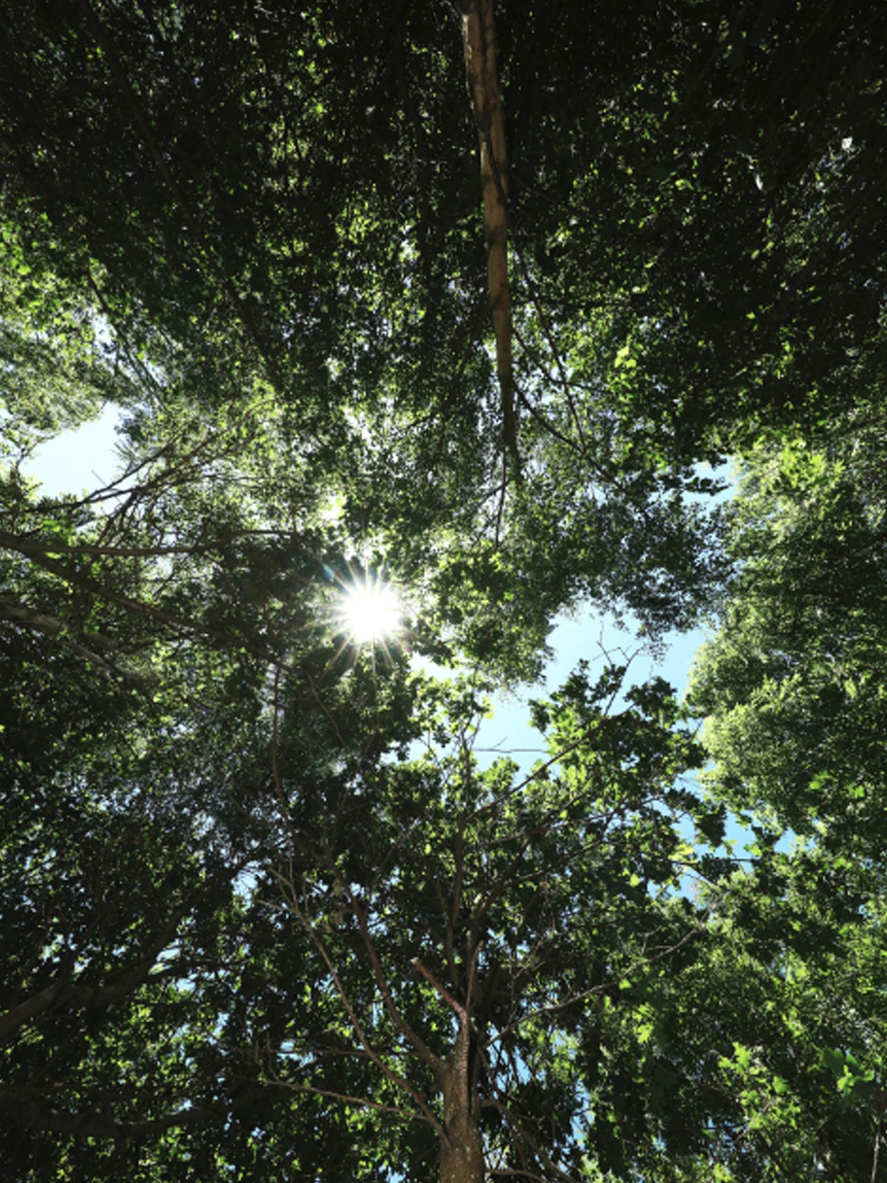 Trees at the Arboretum